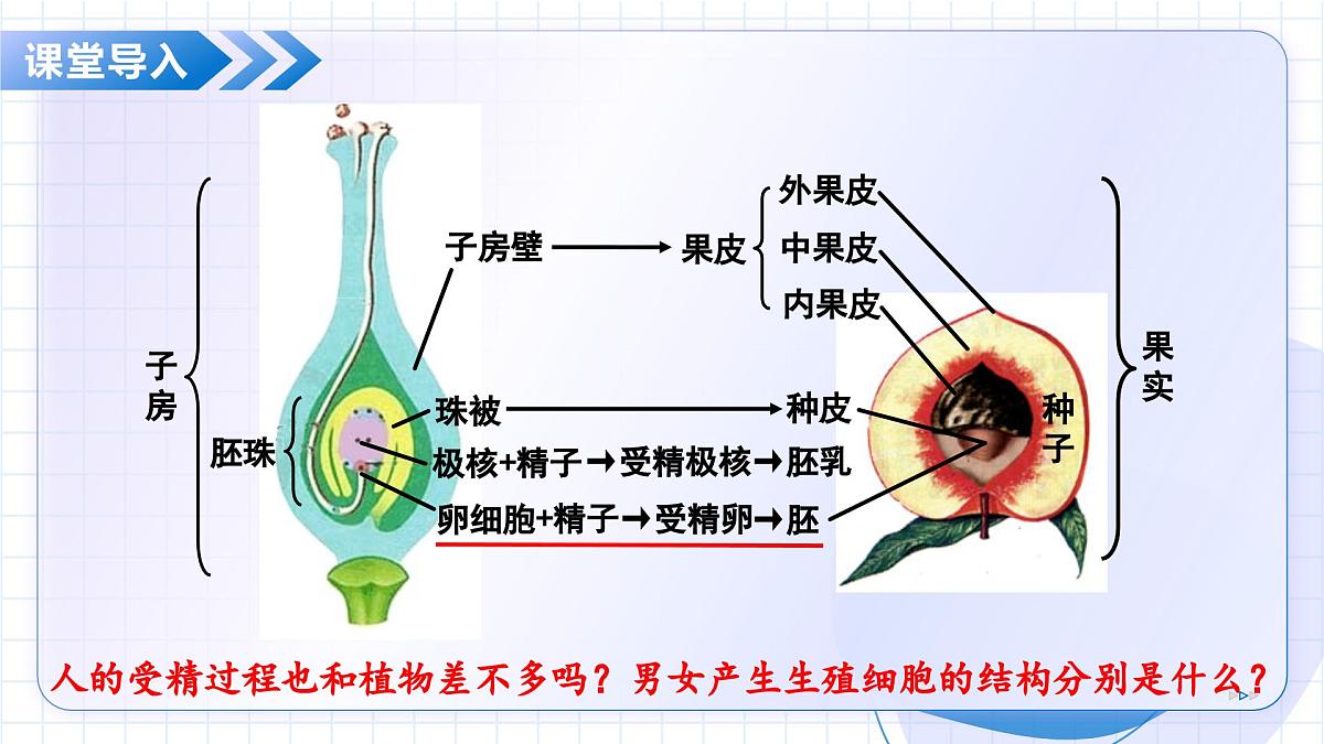 北京版生物八年级上册 4.1.2 人的生殖和发育 教学课件第4页