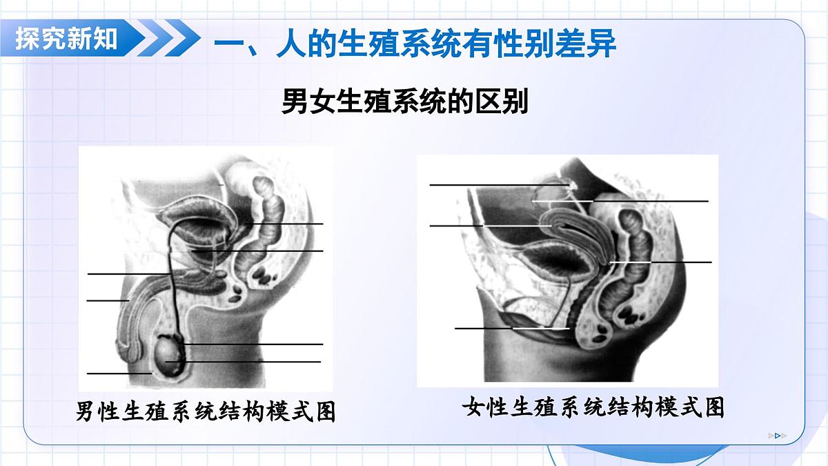 北京版生物八年级上册 4.1.2 人的生殖和发育 教学课件第5页