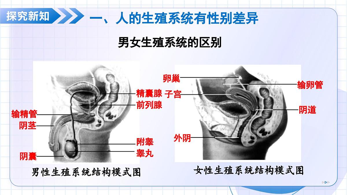 北京版生物八年级上册 4.1.2 人的生殖和发育 教学课件第6页