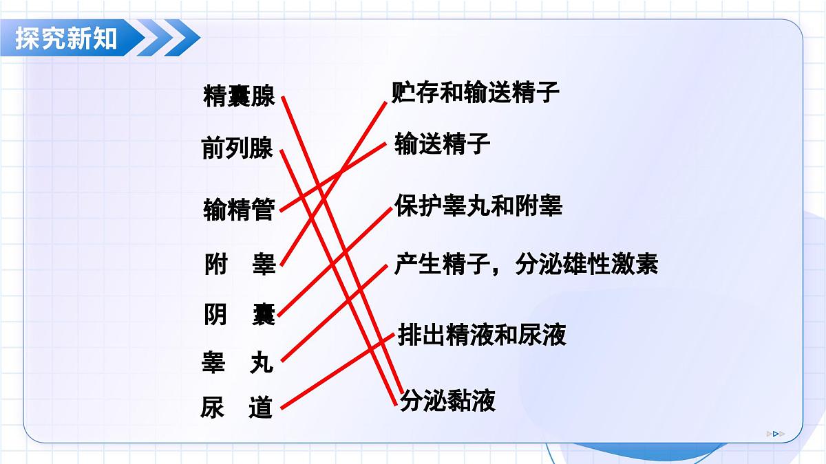 北京版生物八年级上册 4.1.2 人的生殖和发育 教学课件第7页