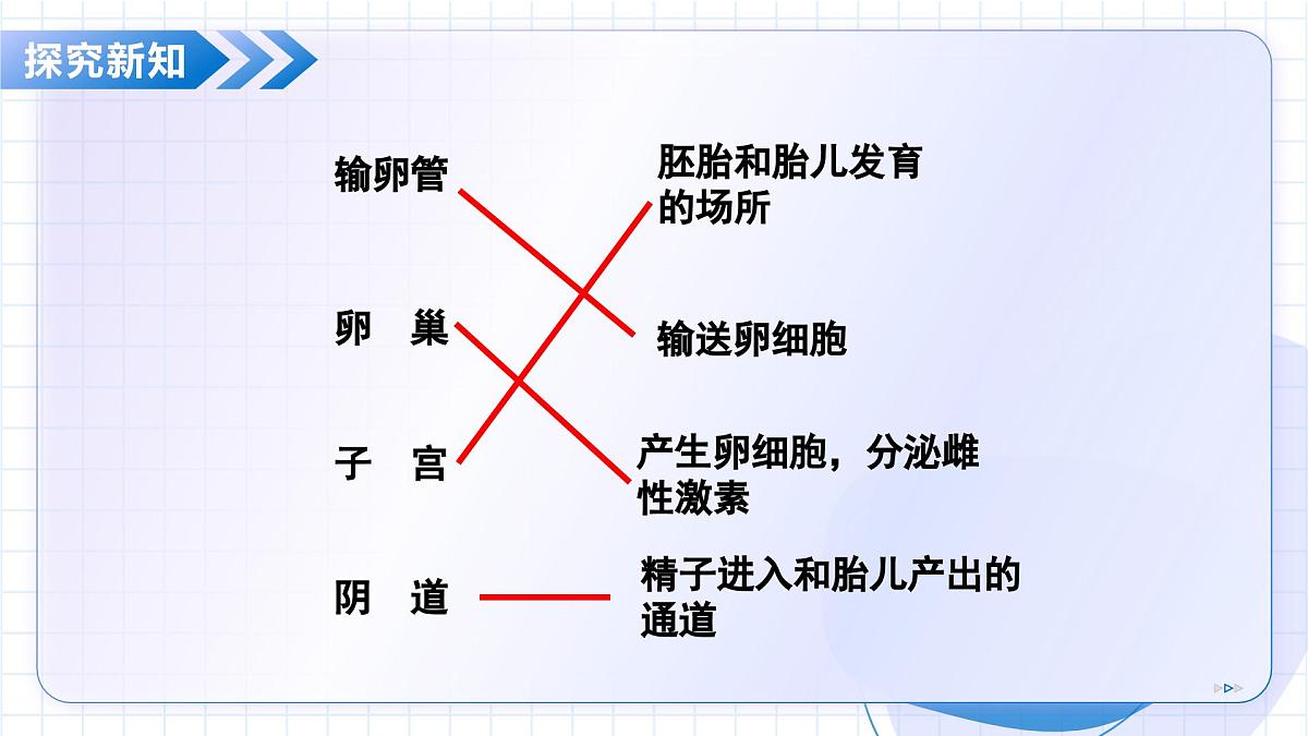 北京版生物八年级上册 4.1.2 人的生殖和发育 教学课件第8页