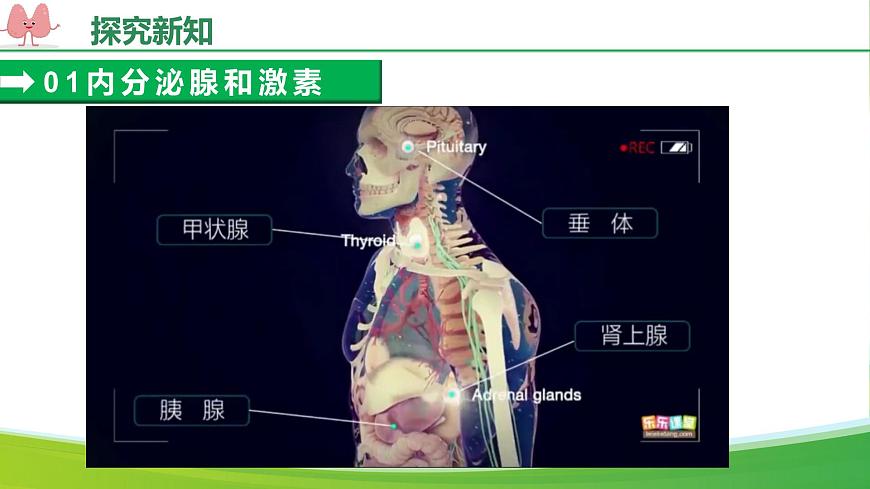 人教版生物八年級(jí)上冊(cè) 4.6.4 激素調(diào)節(jié) 教學(xué)課件第7頁