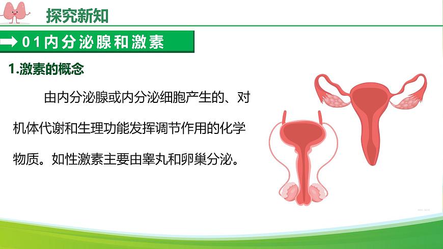 人教版生物八年級(jí)上冊(cè) 4.6.4 激素調(diào)節(jié) 教學(xué)課件第8頁