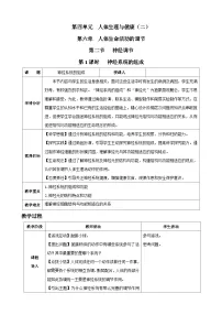 人教版（2024）八年级上册（2024）第二节 神经调节表格教学设计