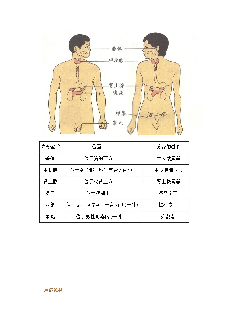 专题04 激素调节(word) 八上生物 人教版2024 期中复习 知识点+习题.(原卷版)第2页