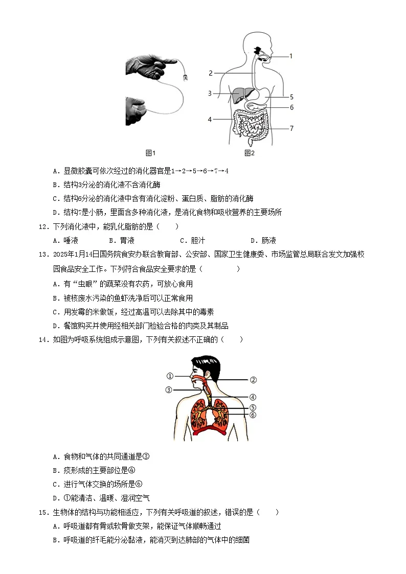 七年级生物期末模拟卷02【测试范围:人教版2024下册全部内容】(考试版)-A4第3页