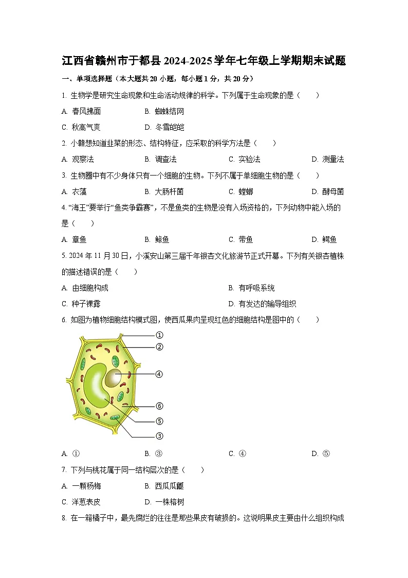 江西省赣州市于都县2024-2025学年七年级上学期期末生物试卷(学生版)第1页