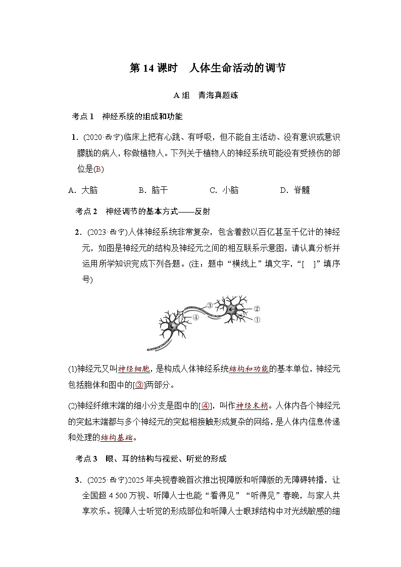 第14课时人体生命活动的调节第1页