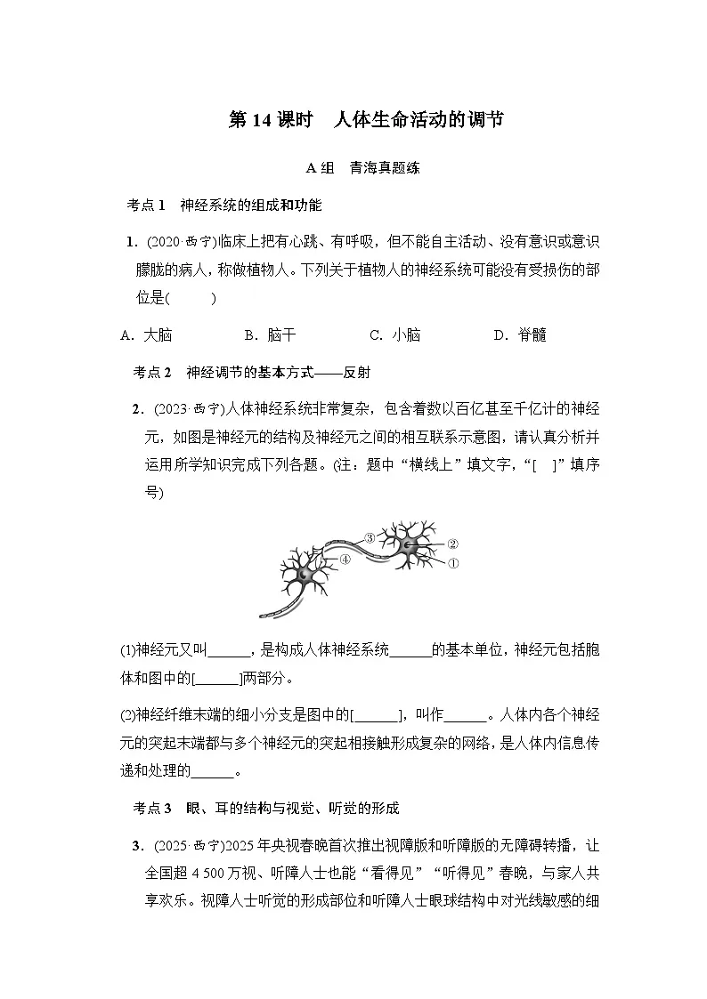 第14课时人体生命活动的调节 - 学生版第1页