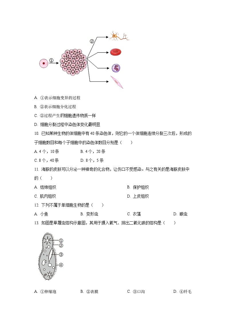河南省平顶山市鲁山县第六教研区2025-2026学年七年级上学期期中生物试卷(学生版)第3页
