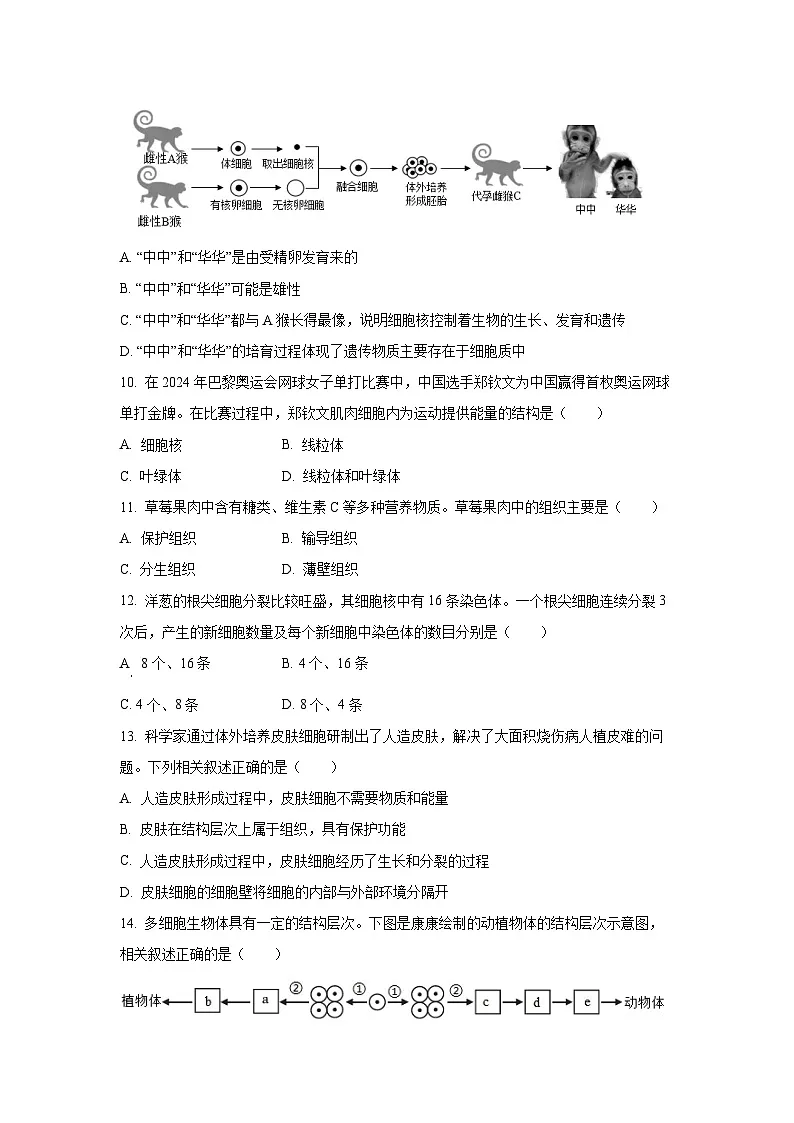 山西省大同市平城区多校联考2024-2025学年七年级上学期期中生物试卷(学生版)第3页