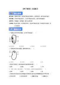 初中生物苏教版(2024)七年级下册(2024)种子的萌发优秀课时作业