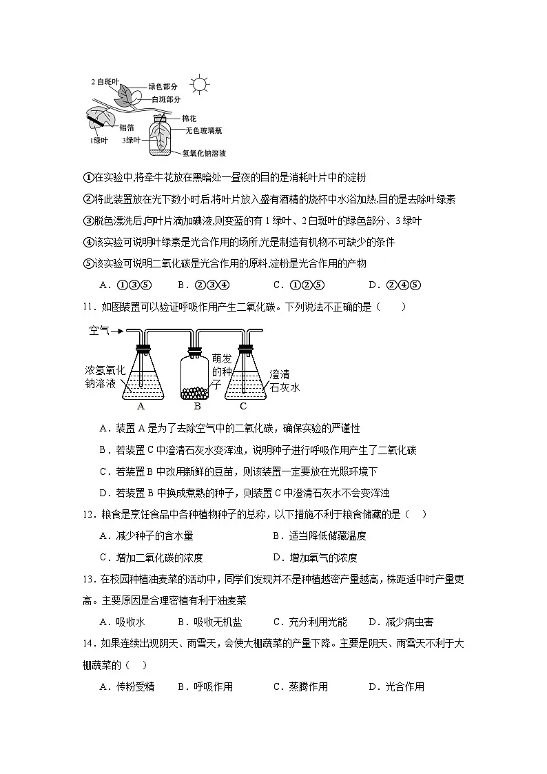 苏科版初中生物七下 5.12.2植物维持生物圈中的碳氧平衡 同步练习(含答案)第3页