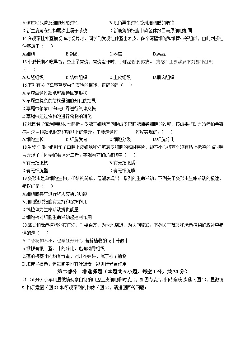 河南省洛阳市洛宁县2025-2026学年七年级上学期期中 生物试题第3页