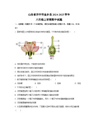 山东省济宁市金乡县2024-2025学年八年级上学期期中生物试卷（学生版）