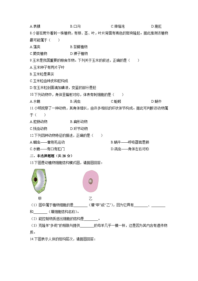 辽宁省丹东市东港市五校联考2025-2026学年七年级上学期期中生物试卷(学生版)第2页