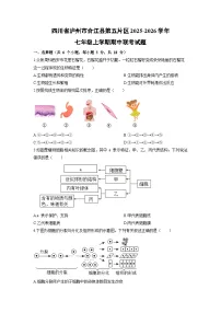 四川省泸州市合江县第五片区2025-2026学年七年级上学期期中联考生物试卷(学生版)
