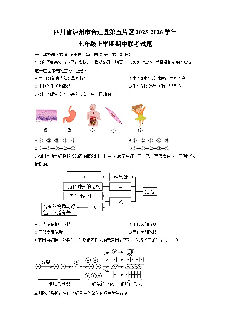 四川省泸州市合江县第五片区2025-2026学年七年级上学期期中联考生物试卷(学生版)第1页