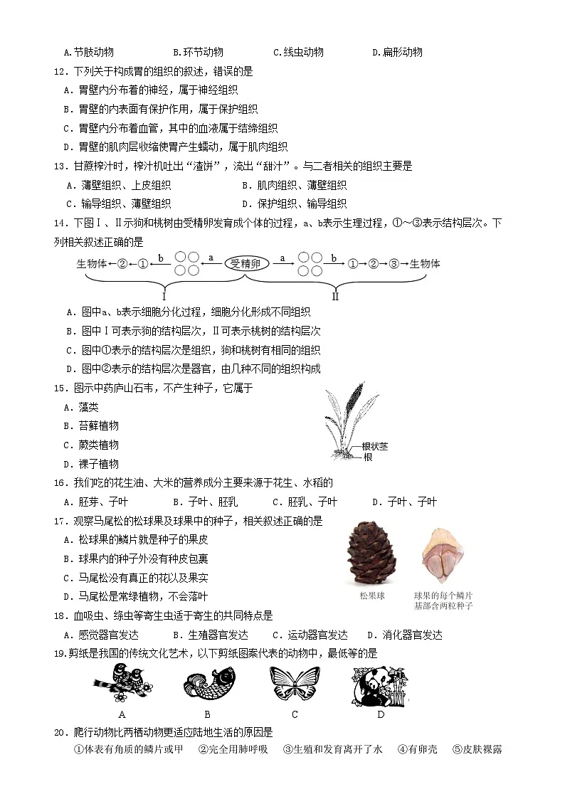 福建省厦门市同安区七年级上学期期末模拟生物试题-A4第2页