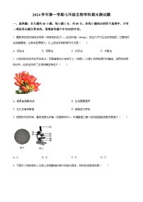 广东省广州市番禺区2024-2025学年七年级上学期期末生物试题（含答案）