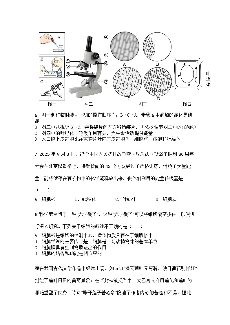 河南省洛阳市伊滨区2025-2026学年七年级上学期期中生物学试题第3页