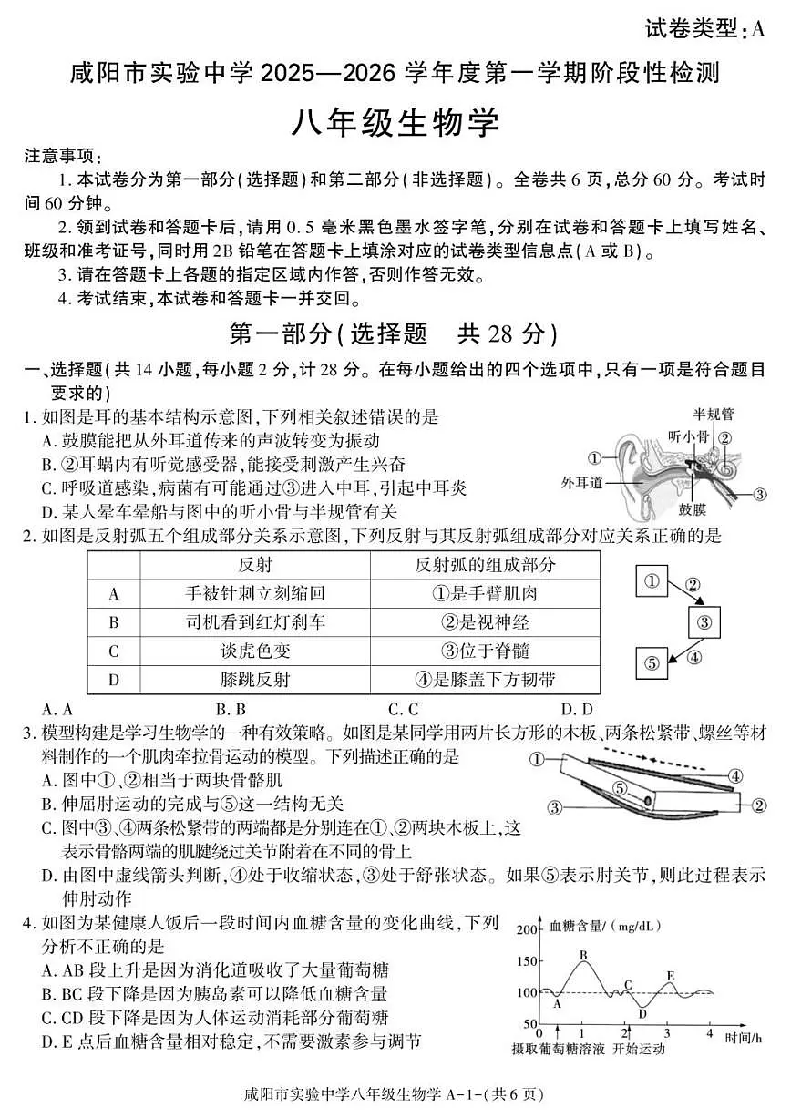 2025-2026学年陕西省咸阳市实验中学八年级上学期阶段性检测生物试卷(有答案)第1页