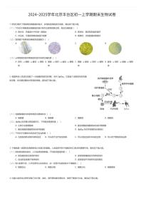 2024~2025学年北京丰台区初一上学期期末生物试卷(有答案解析)