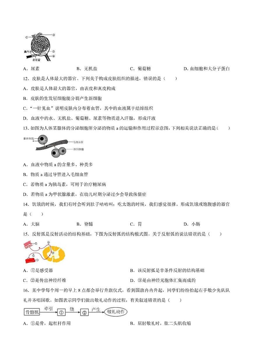 2025-2026学年四川省广安市邻水县八年级上学期1月期末生物试题(含答案)第3页