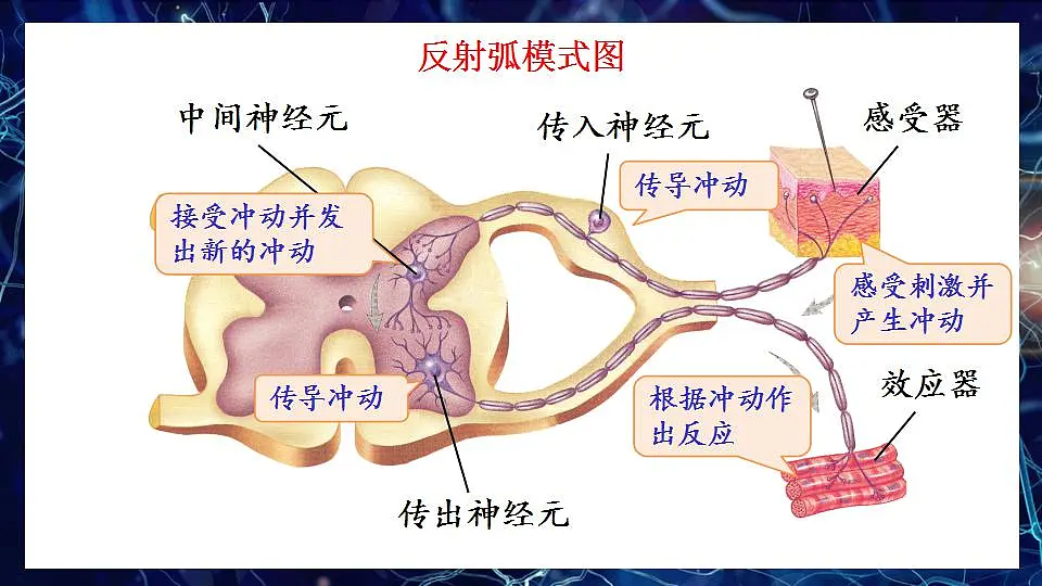 17868333第5页