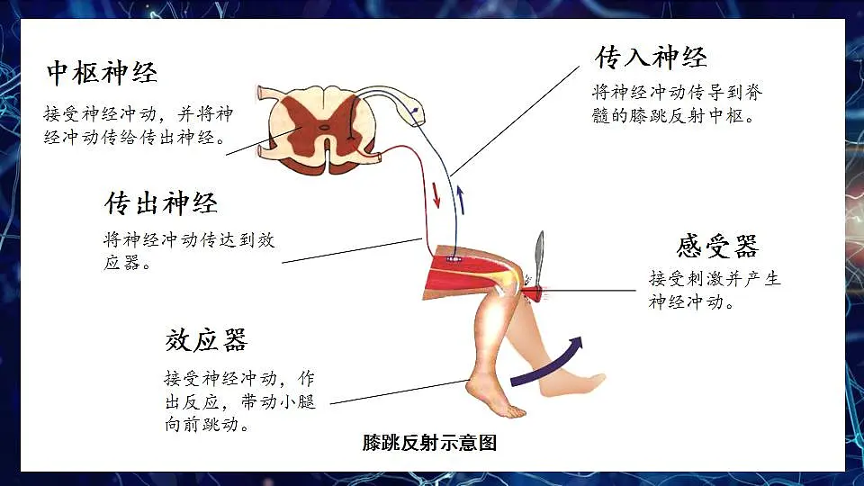 17868333第7页