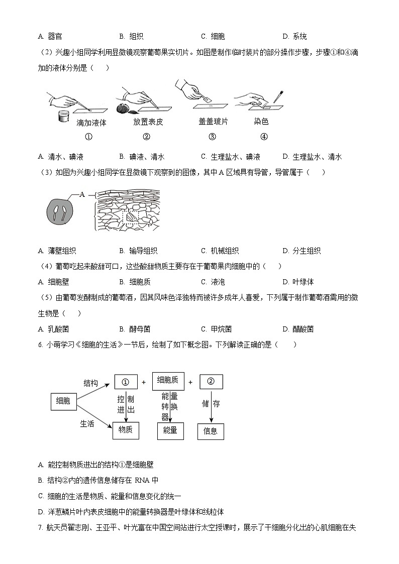 广东省潮州市潮安区七年级上学期期末生物试题(原卷版)-A4第2页