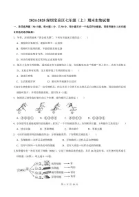 2024-2025学年深圳市宝安区七年级上册期末生物试卷含答案