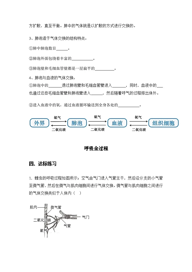 4.3.2 发生在肺内的气体交换(导学案)(原卷版)初中生物人教版(2024)七年级下册第3页