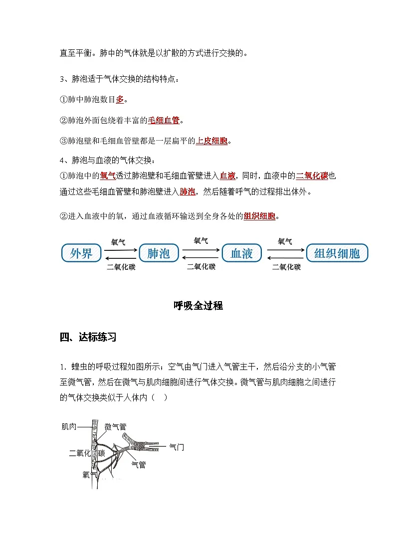 4.3.2 发生在肺内的气体交换(导学案)(解析版)初中生物人教版(2024)七年级下册第3页