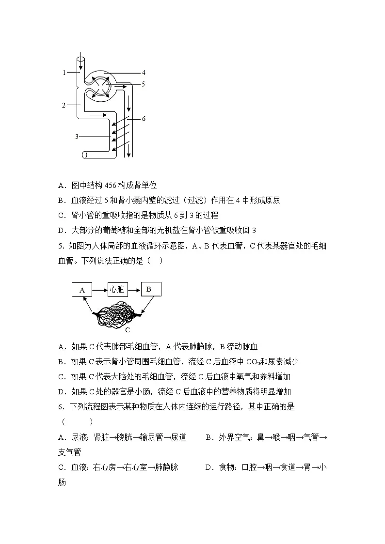 4.5 人体内废物的排出(分层作业)(原卷版)初中生物人教版(2024)七年级下册第2页