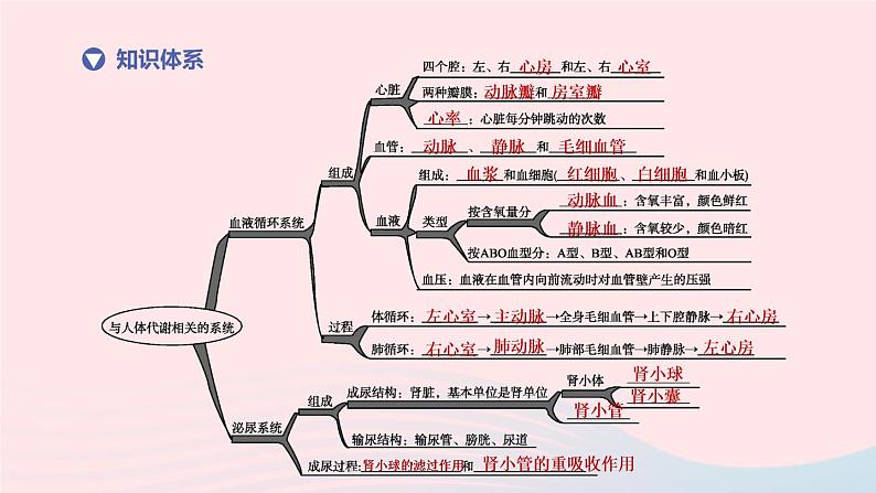 杭州专版2020中考生物复习方案第07课时与人体代谢相关的系统――循环和泌尿课件02