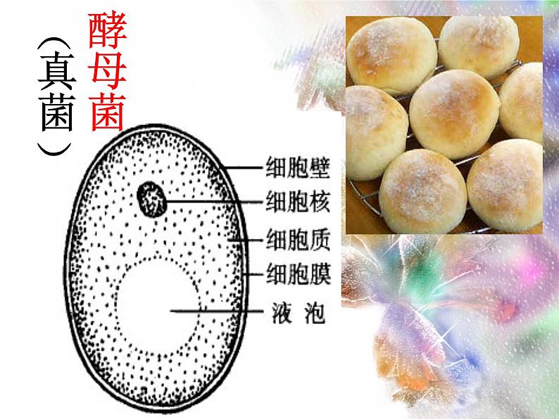 单细胞生物体.ppt用第5页