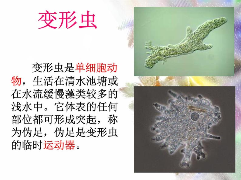 单细胞生物体.ppt用06