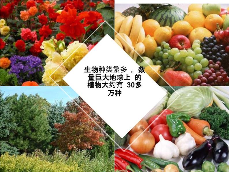 1.1.1 我们周围的生物 苏教版七年级生物上册课件(共36张PPT)06