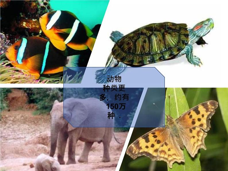 1.1.1 我们周围的生物 苏教版七年级生物上册课件(共36张PPT)07