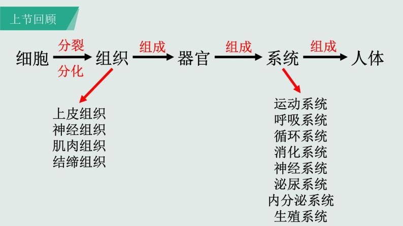 人教版七年级上册2.2.3植物体的结构层次课件(37张ppt）02