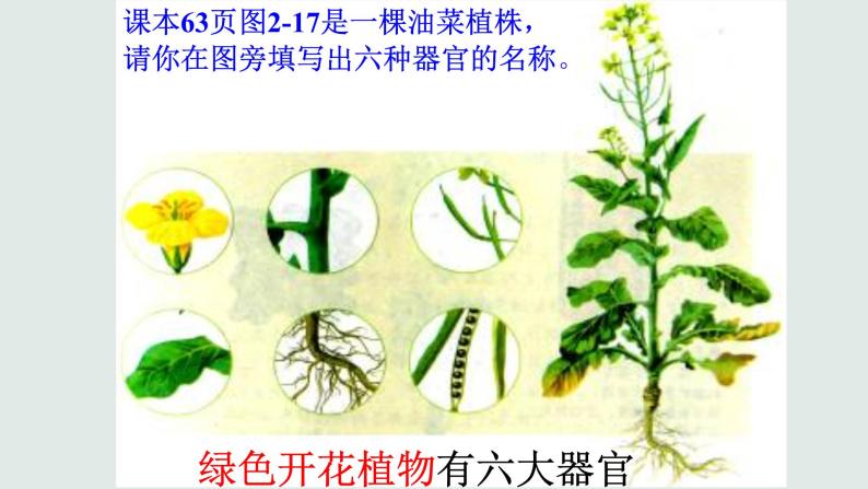 人教版七年级上册2.2.3植物体的结构层次课件(37张ppt）06