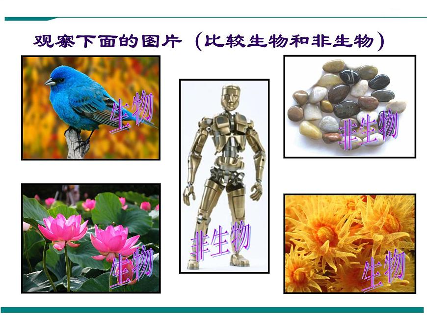 1.1.1 生物的特征 PPT教學(xué)課件第2頁