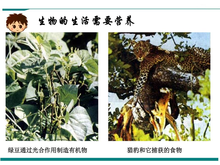 1.1.1 生物的特征 PPT教學(xué)課件第6頁
