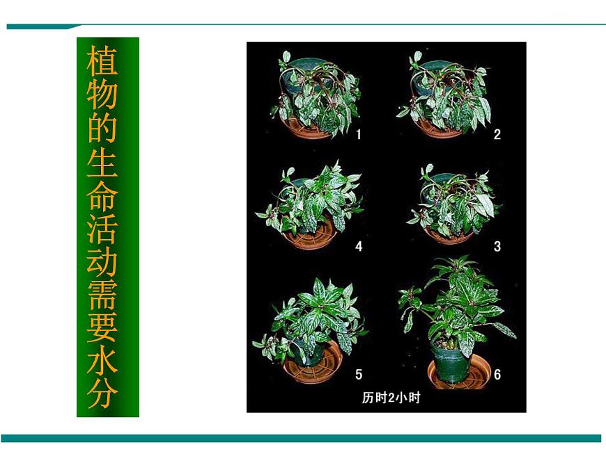 1.1.1 生物的特征 PPT教學(xué)課件第7頁