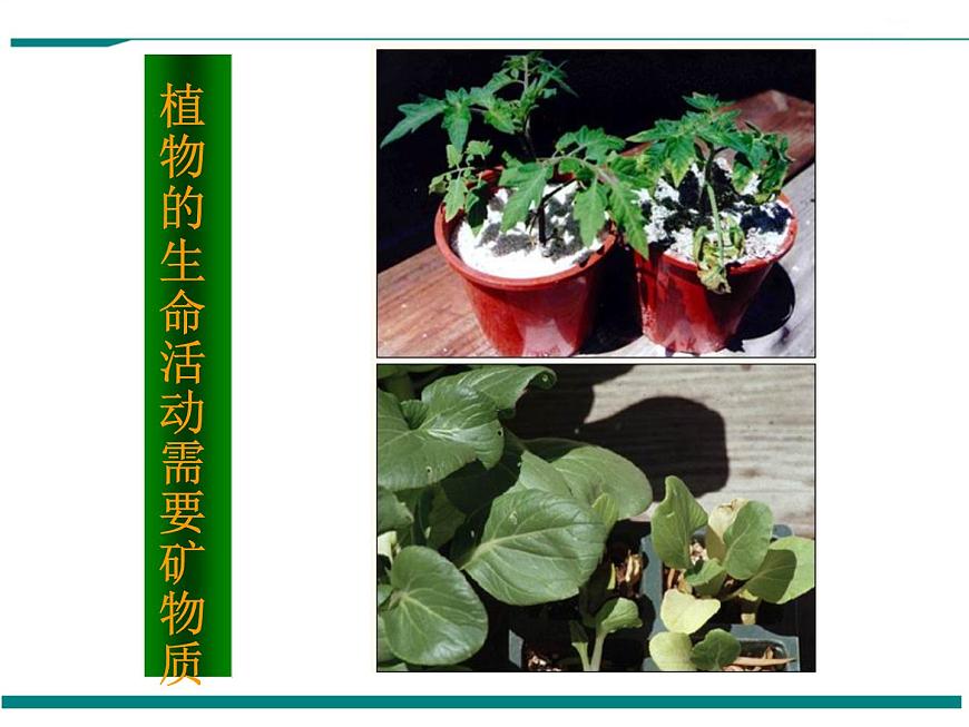 1.1.1 生物的特征 PPT教學(xué)課件第8頁
