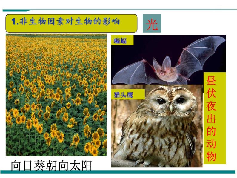 1.2.1 生物与环境的关系 PPT教学课件06