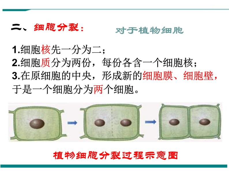 2.2.1 细胞通过分裂产生新细胞 PPT教学课件07