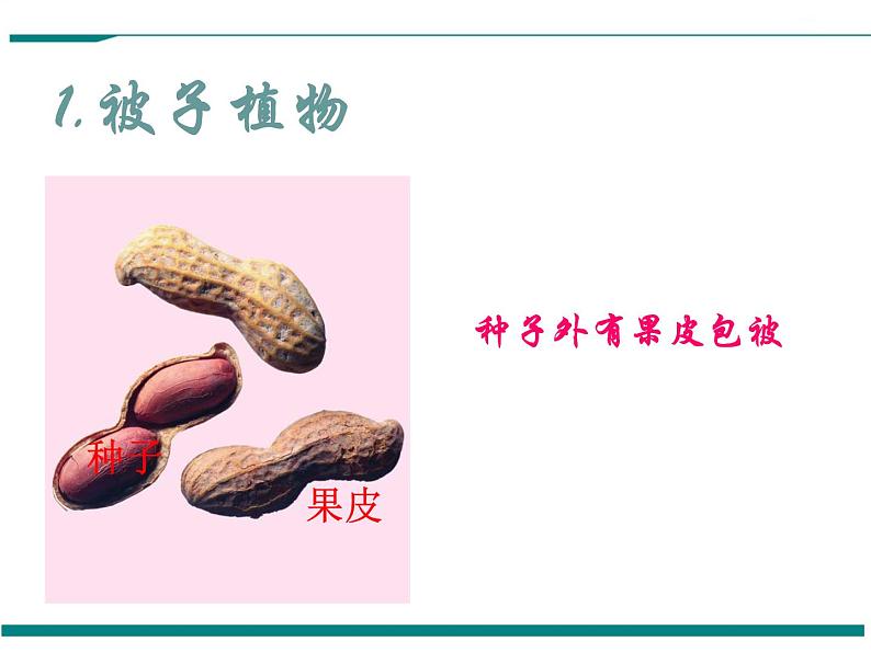 3.1.2 种子植物 第2课时 PPT教学课件第3页