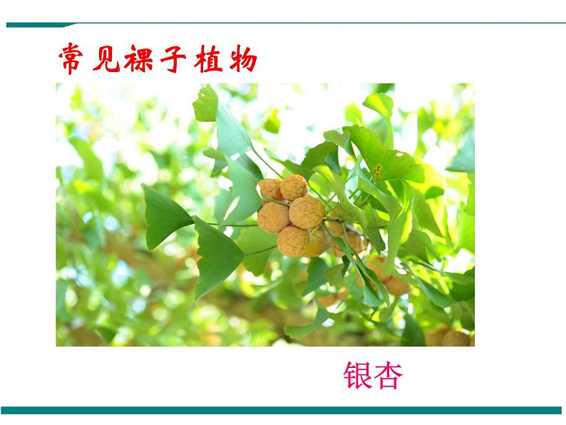 3.1.2 种子植物 第2课时 PPT教学课件第6页